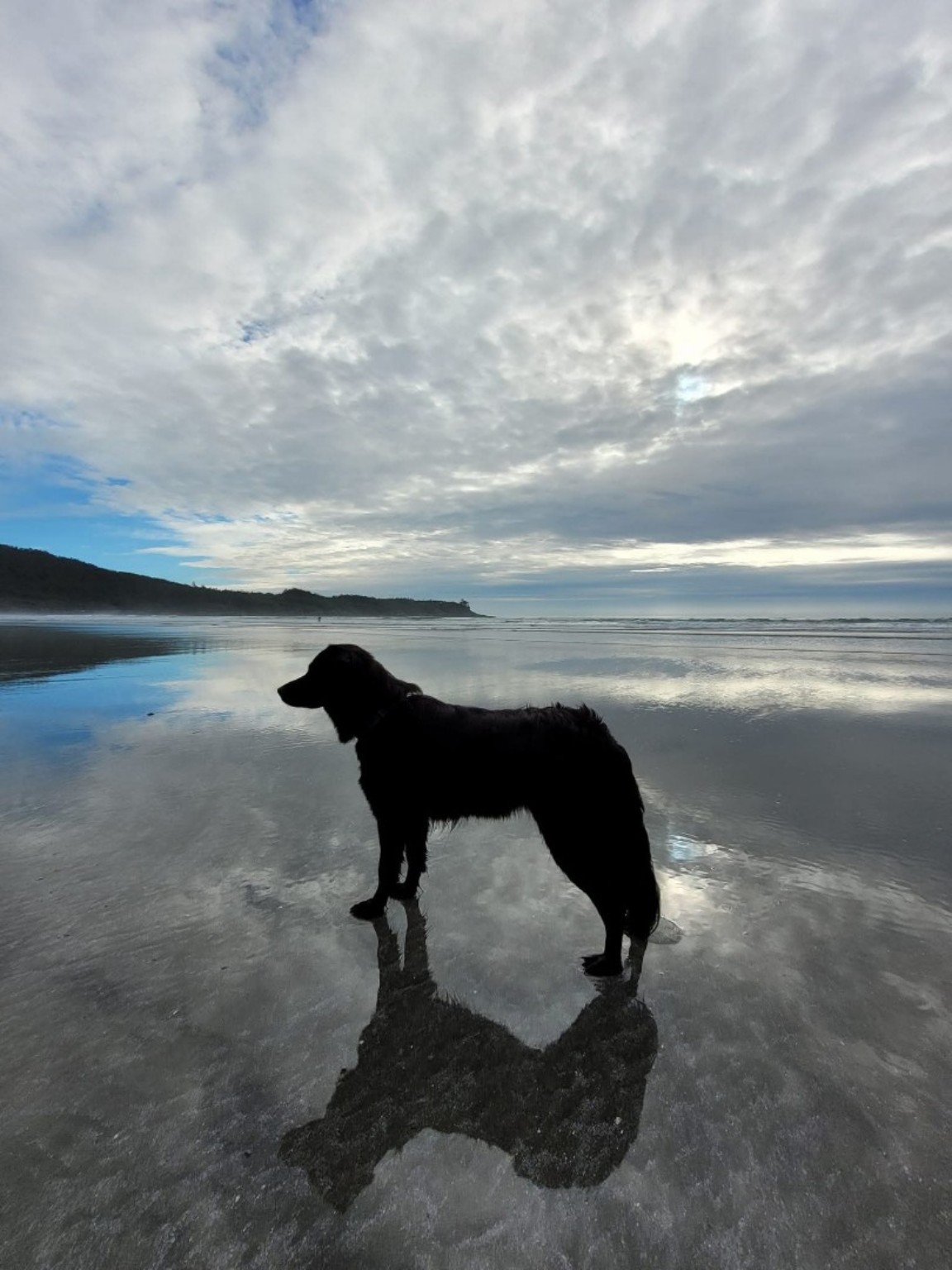 Leia enjoying a walk at the beach