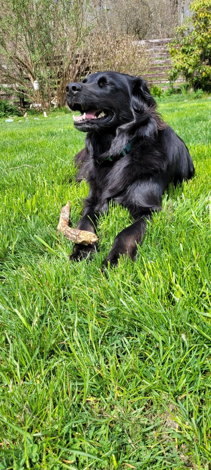 Leia relaxing in the yard