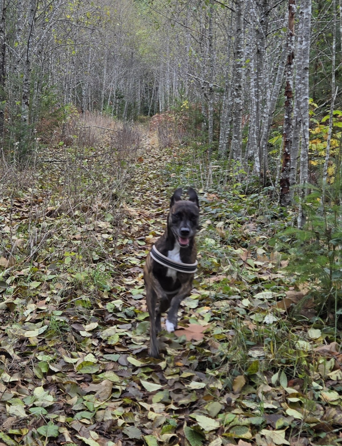 Dog running through autumn leaves outdoors in the Alberni Valley